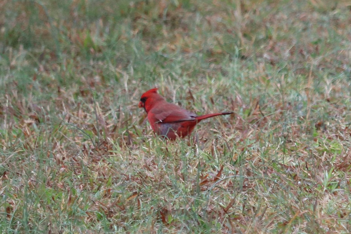 Northern Cardinal - ML74239931