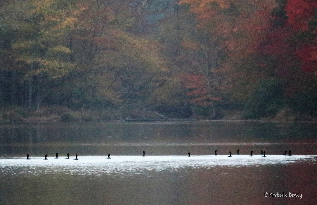 Double-crested Cormorant - ML74240471
