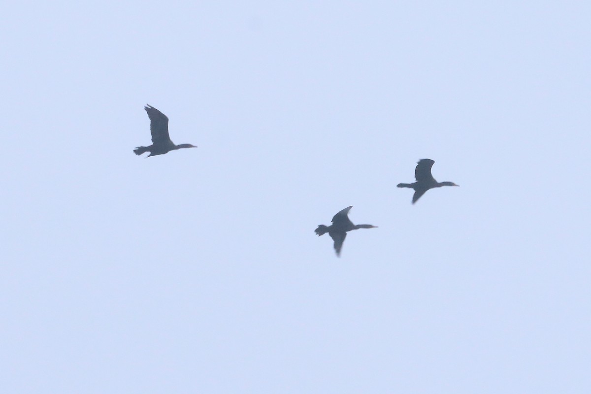 Double-crested Cormorant - ML74240491