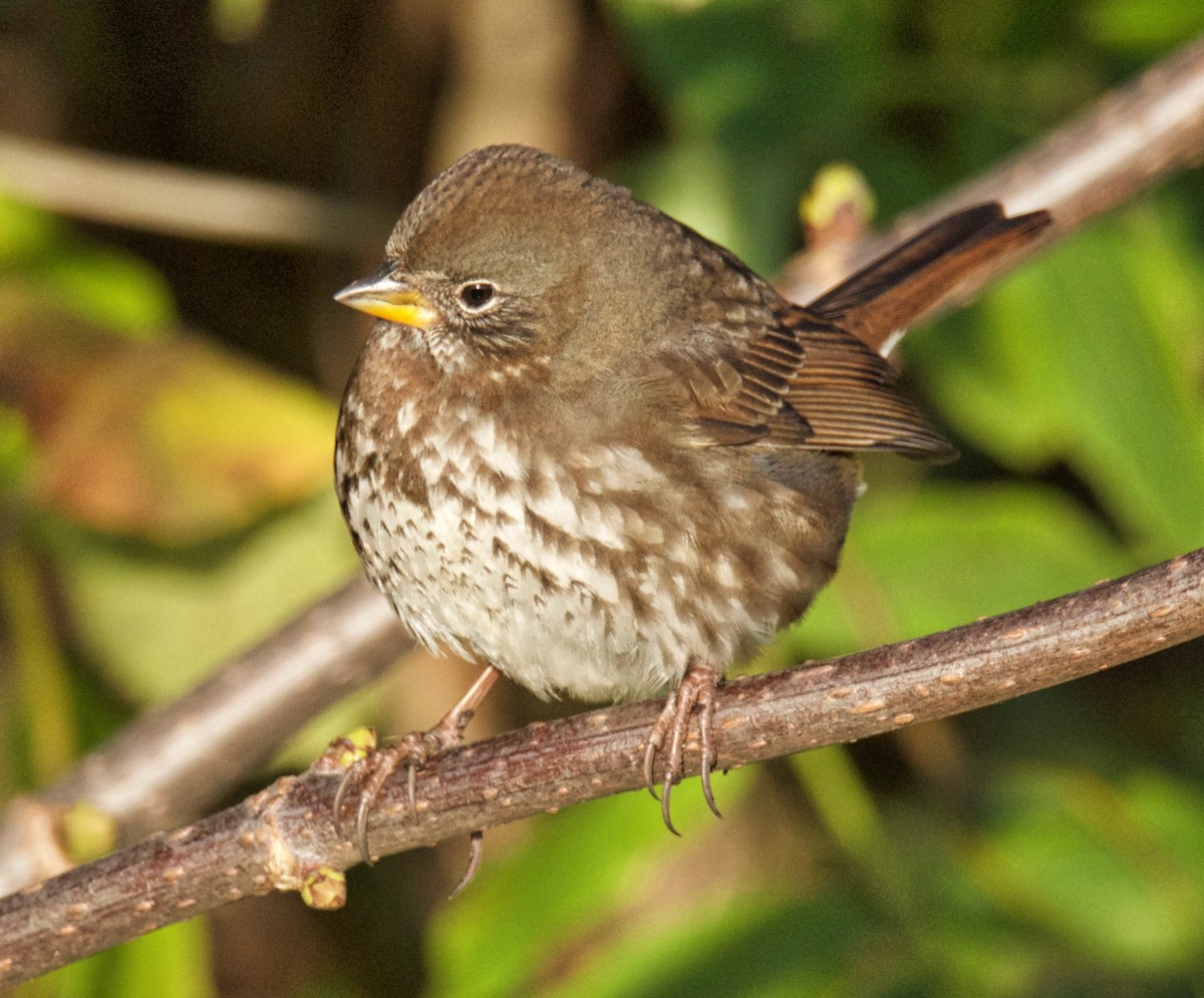 Fox Sparrow (Sooty) - ML74240511