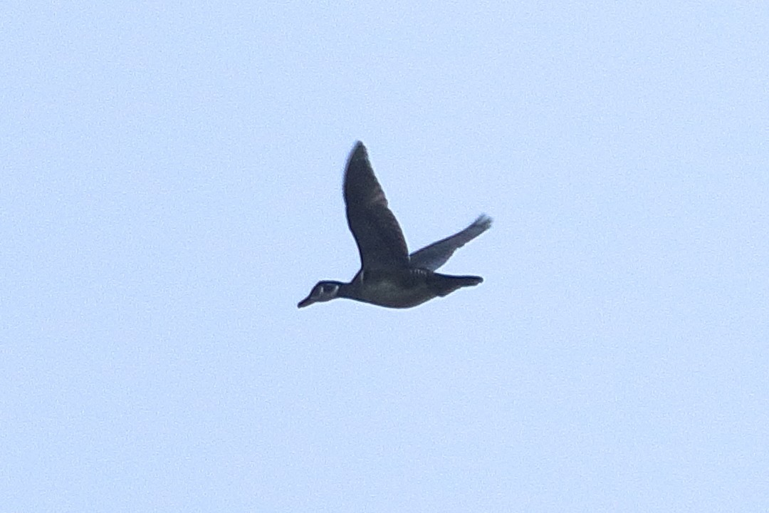 Wood Duck - ML74240531