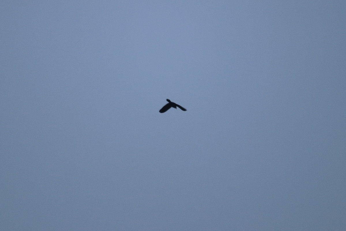 Common Grackle - ML74240581