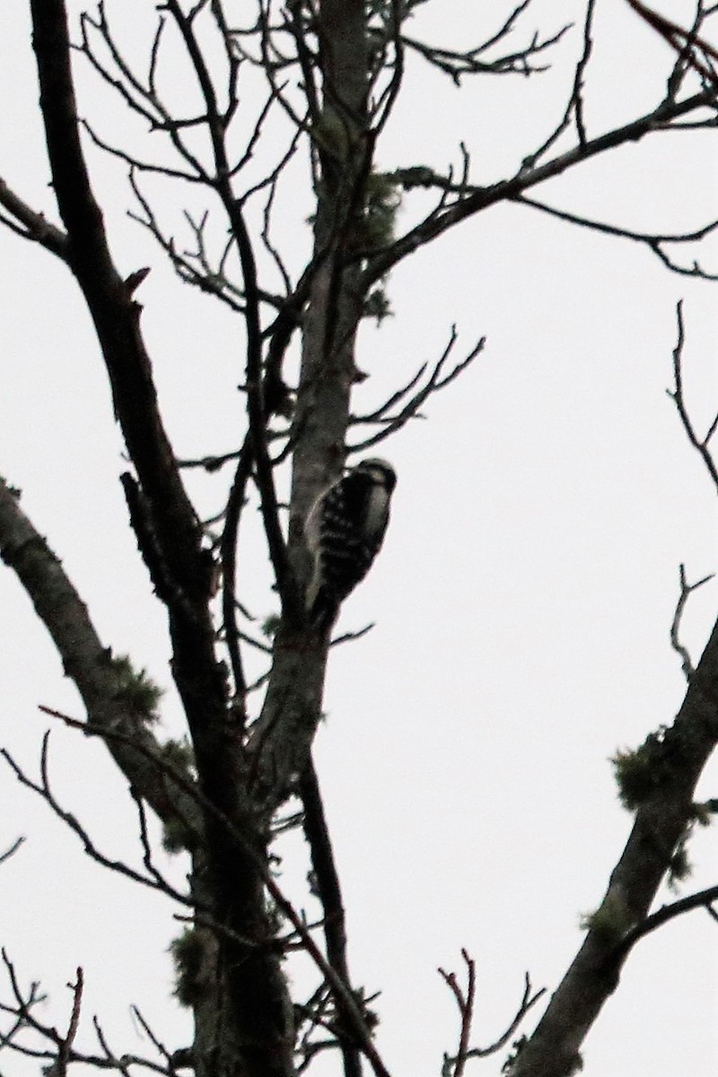 Hairy Woodpecker - ML74240631