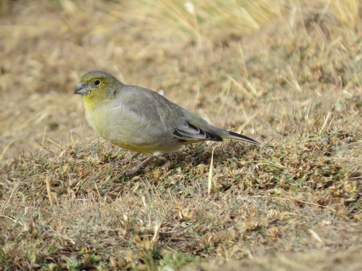 Patagonian Yellow-Finch - Todd Pepper