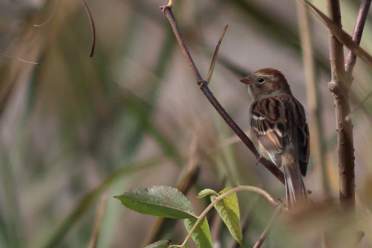 Field Sparrow - ML74242941