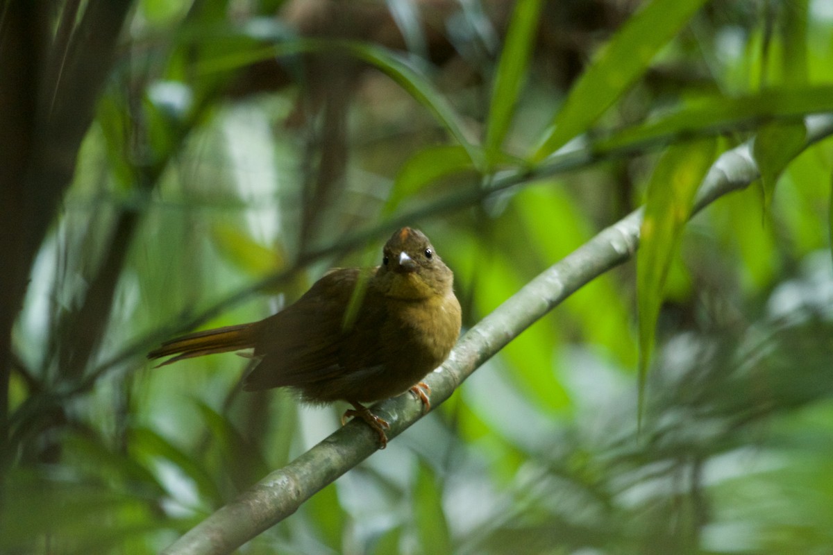 Habia Coronirroja (grupo rubicoides) - ML74244691