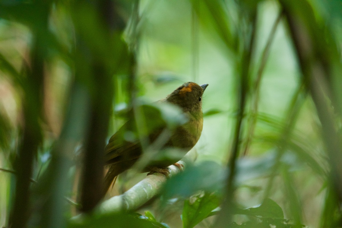 Red-crowned Ant-Tanager (Northern) - ML74244701