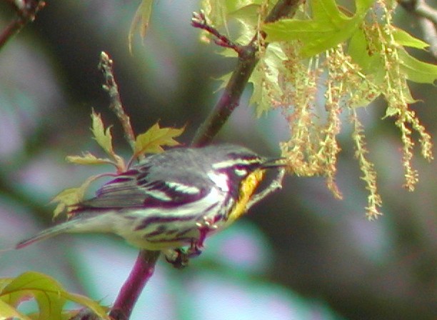 Yellow-throated Warbler - ML74245031