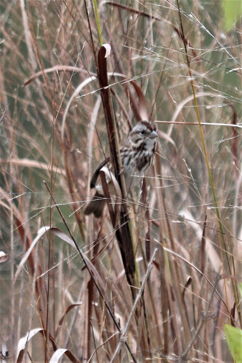 Song Sparrow - ML74245131