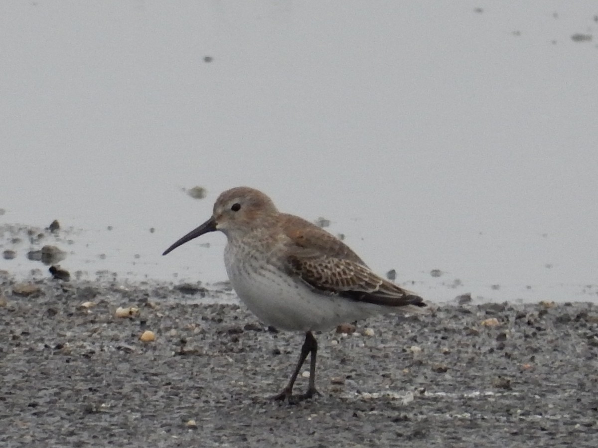 Dunlin - ML74245701