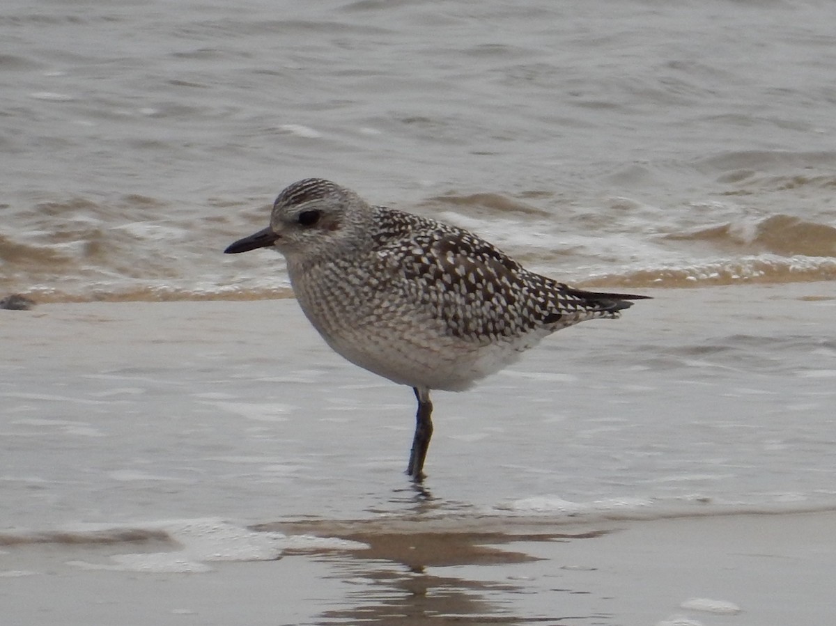 Black-bellied Plover - ML74246511