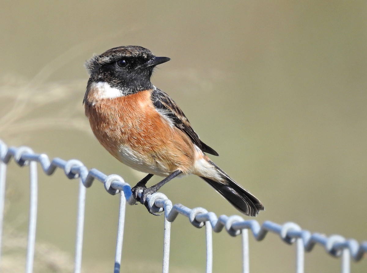 European Stonechat - ML74247071