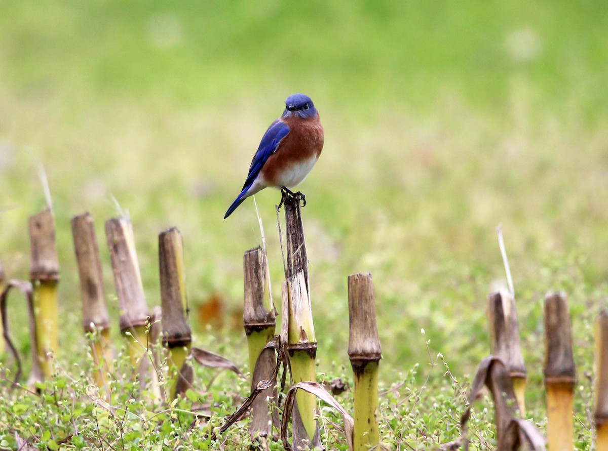 Eastern Bluebird - ML74248661