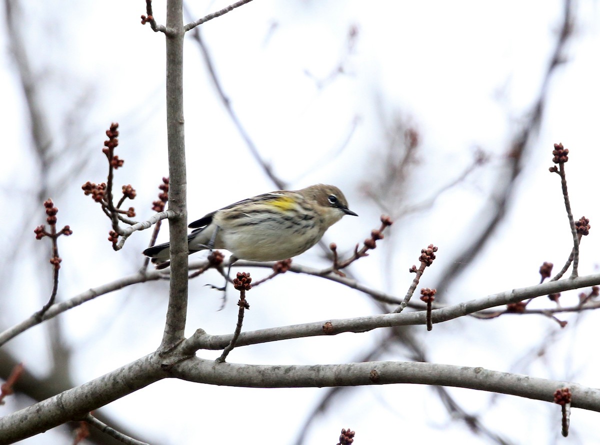 Yellow-rumped Warbler (Myrtle) - ML74248721