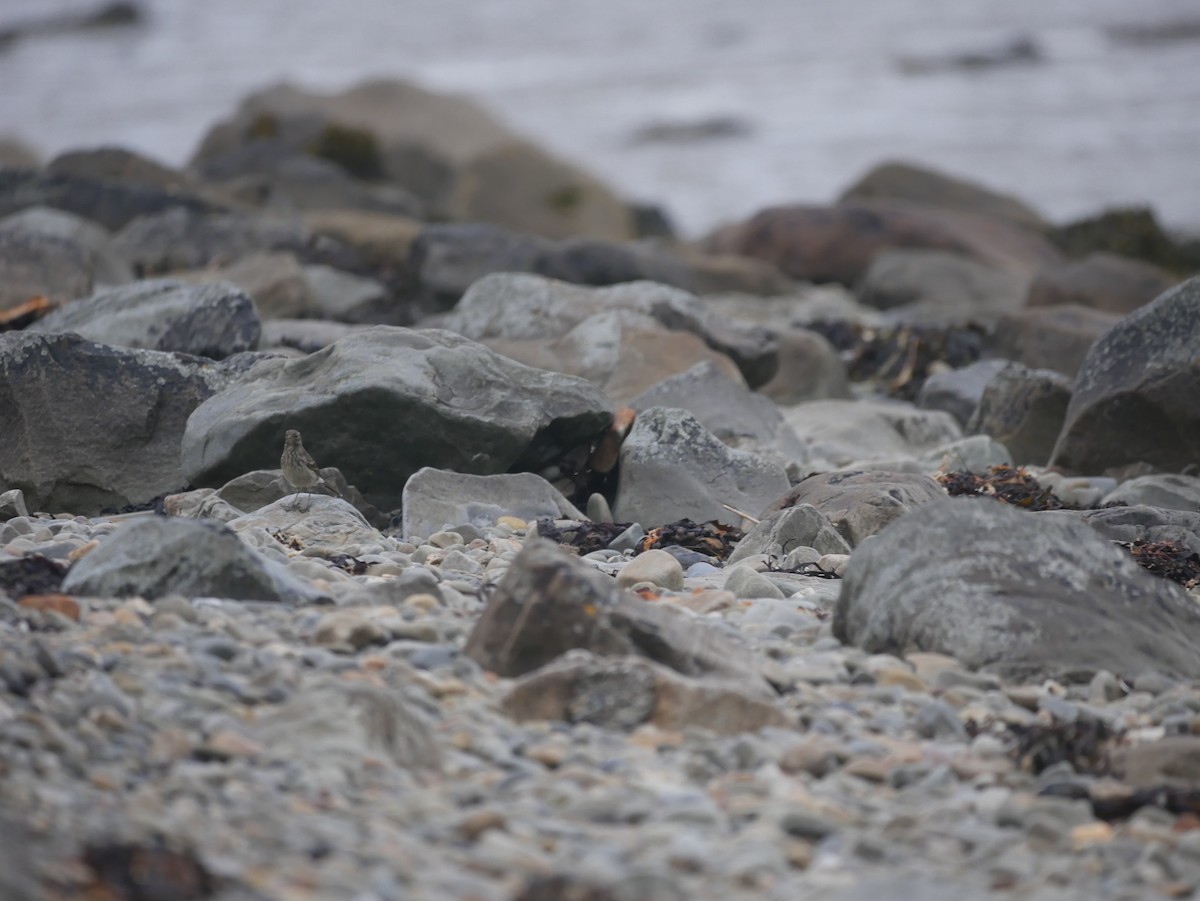 Rock Pipit - ML74249641