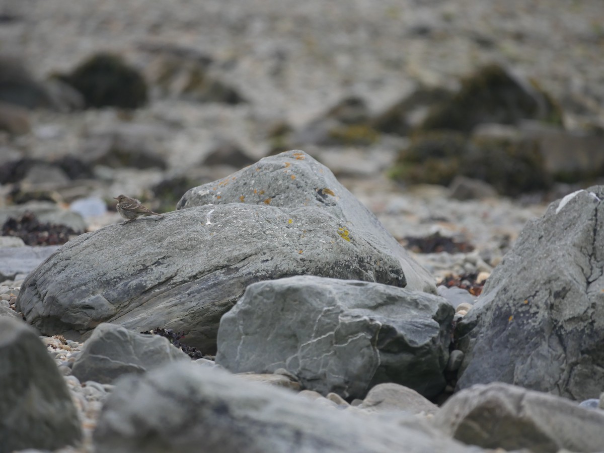 Rock Pipit - ML74249651