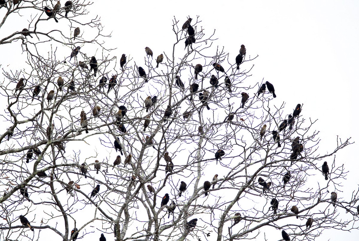 Red-winged Blackbird - ML74250231