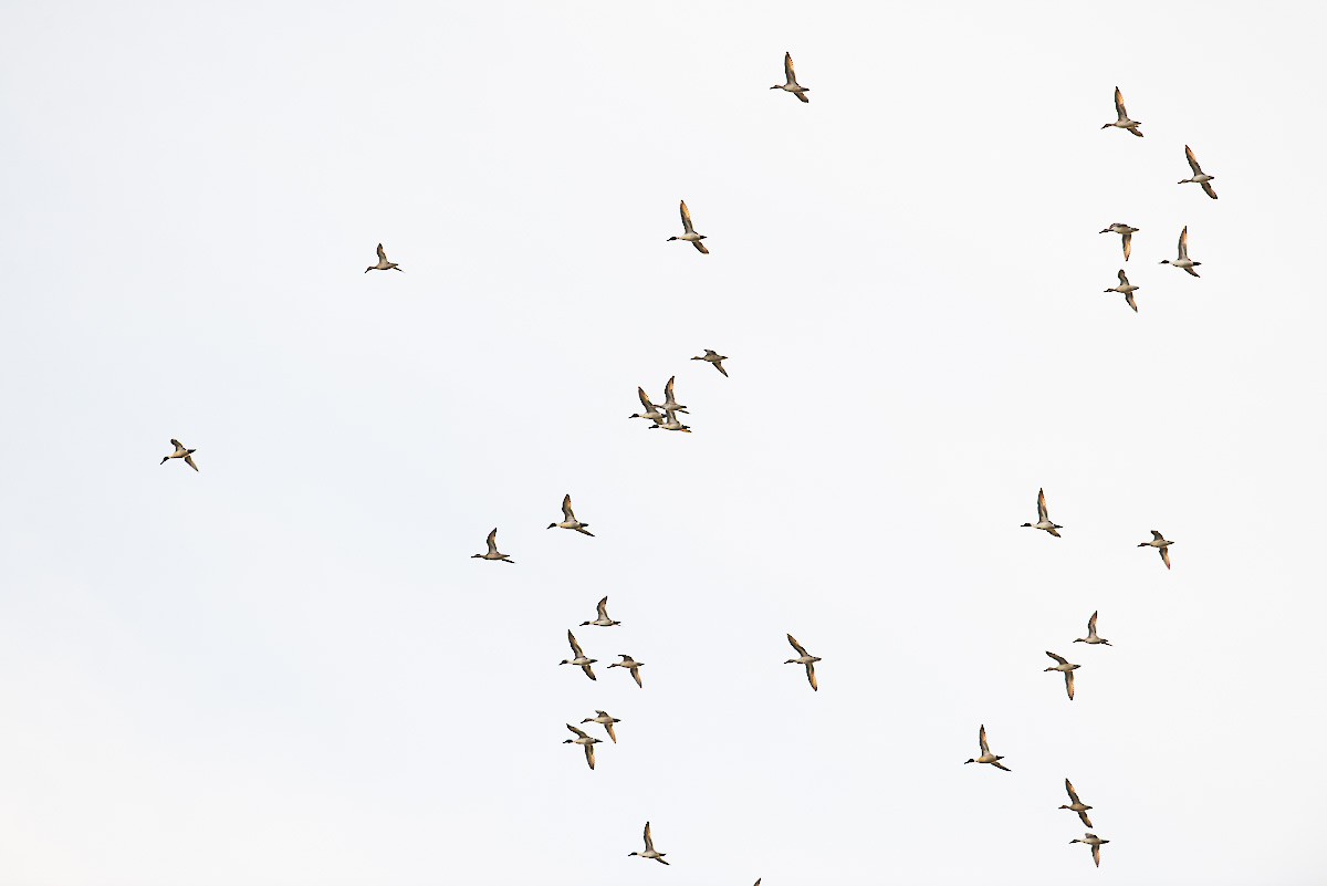 Northern Pintail - ML74250771