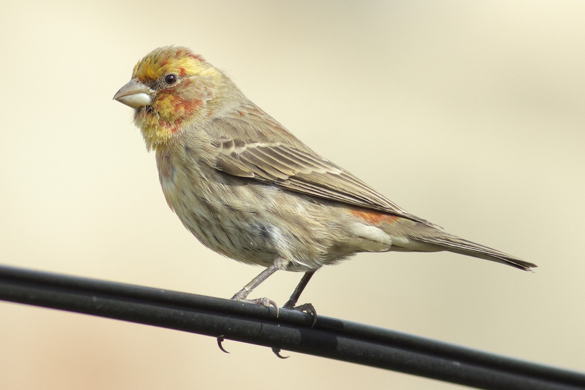 House Finch - ML74253181