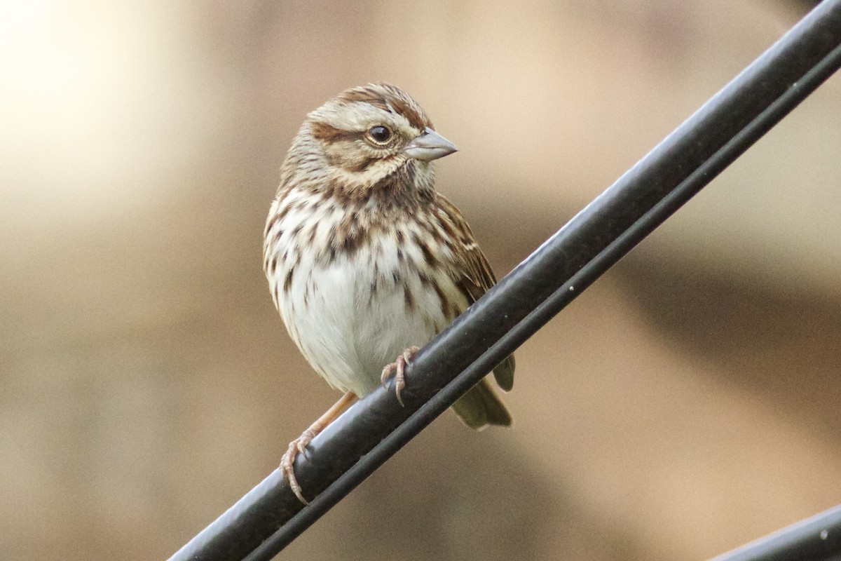 Song Sparrow - ML74253361