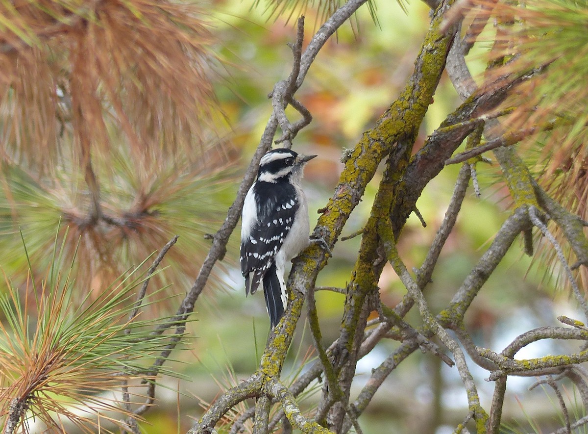 Downy Woodpecker - Carter Gasiorowski