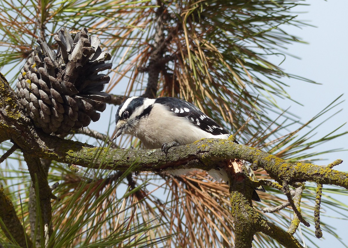 Downy Woodpecker - ML74253931