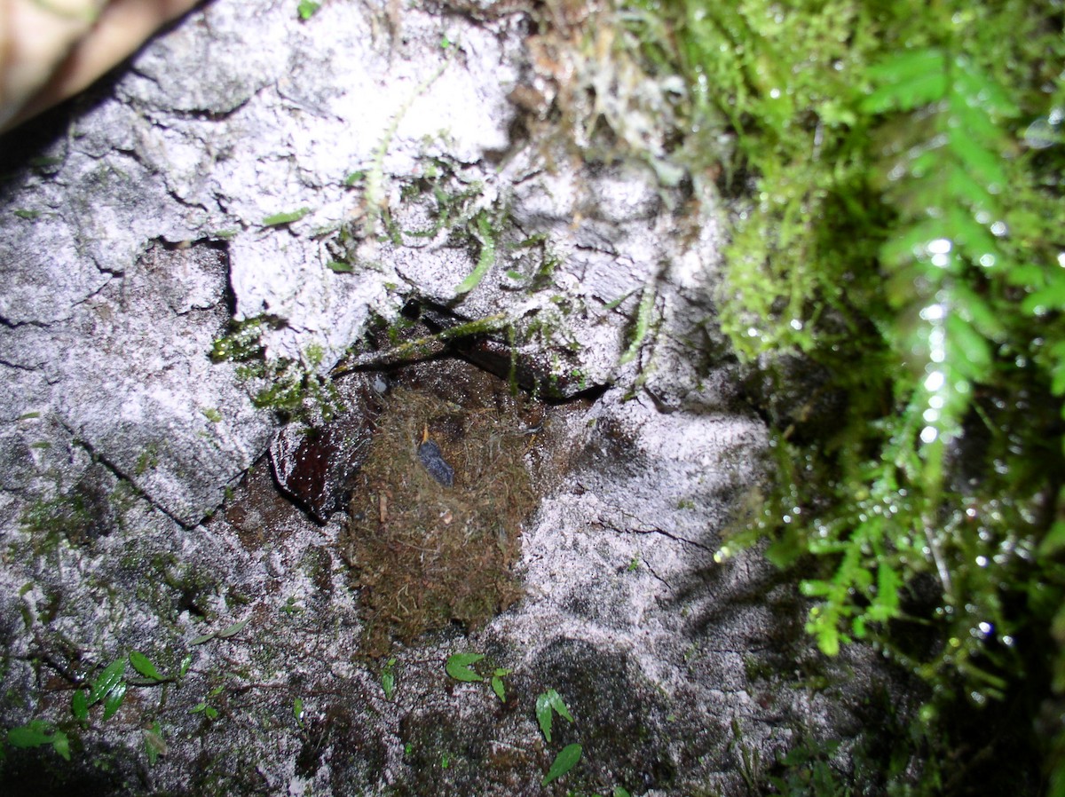 Green-fronted Lancebill - ML74255671