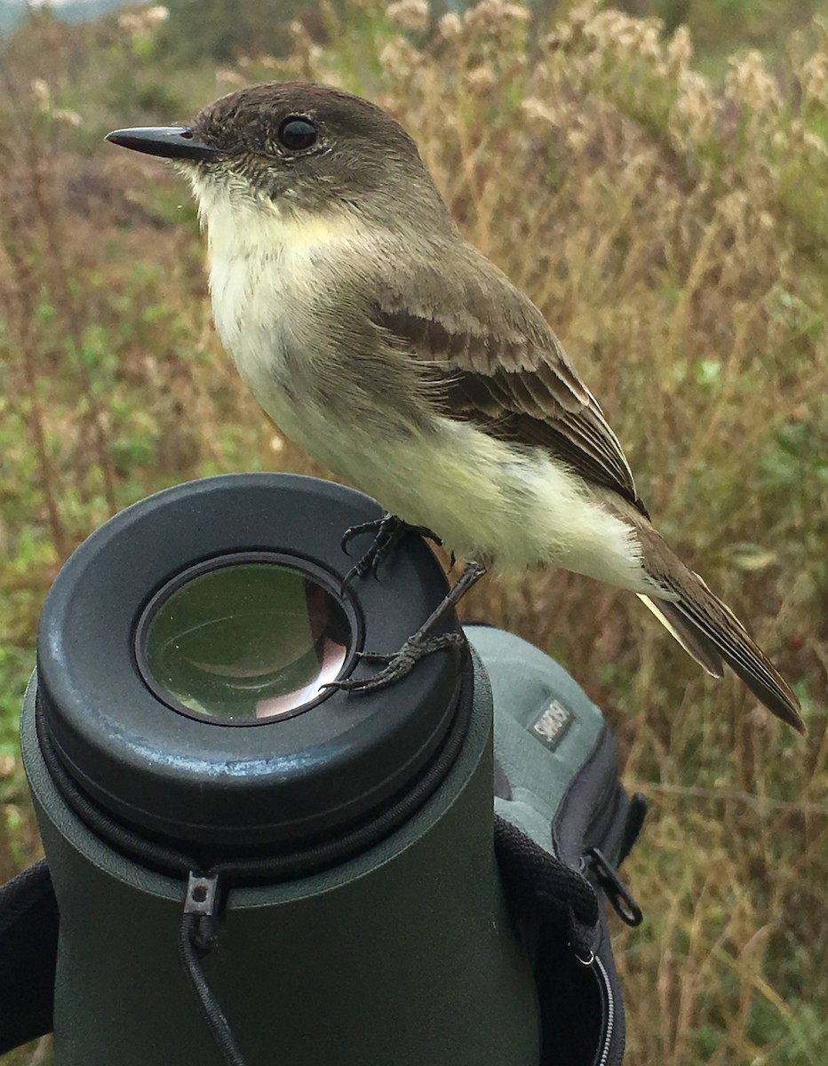 Eastern Phoebe - ML74256421