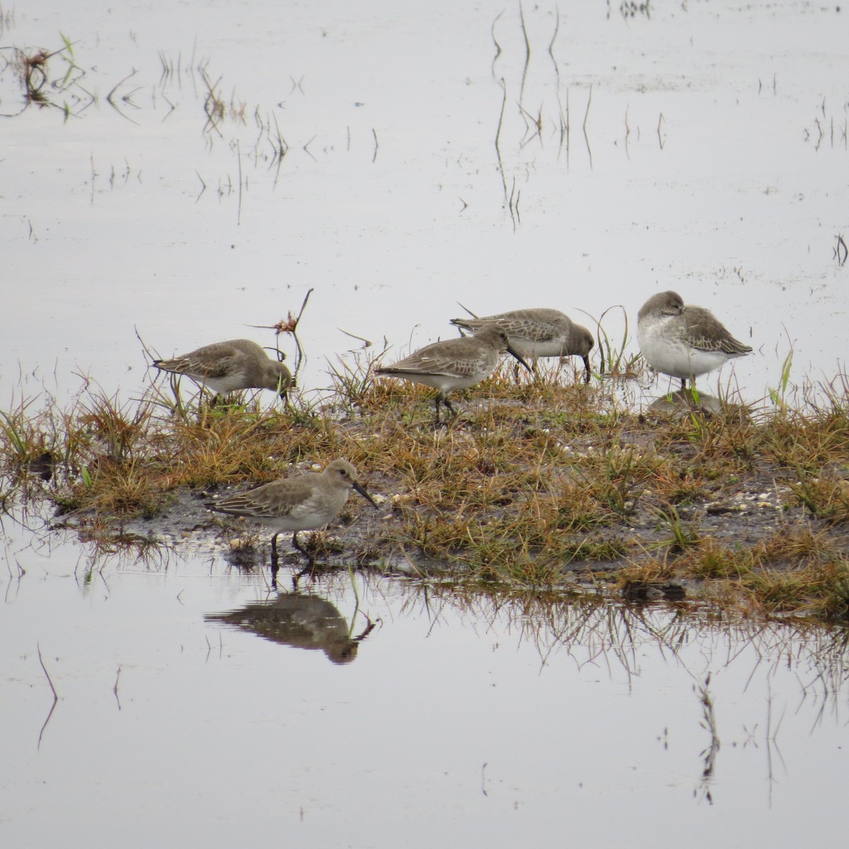 Dunlin - ML74259031