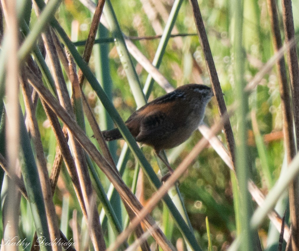 Marsh Wren - Kathy Doddridge