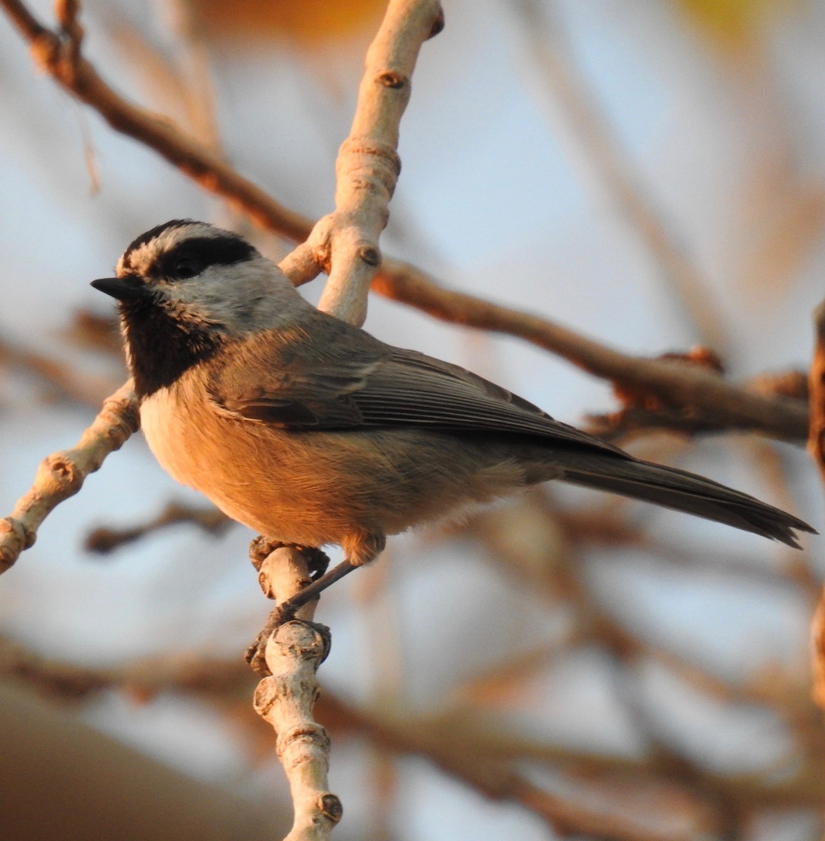 Mountain Chickadee - ML74261611