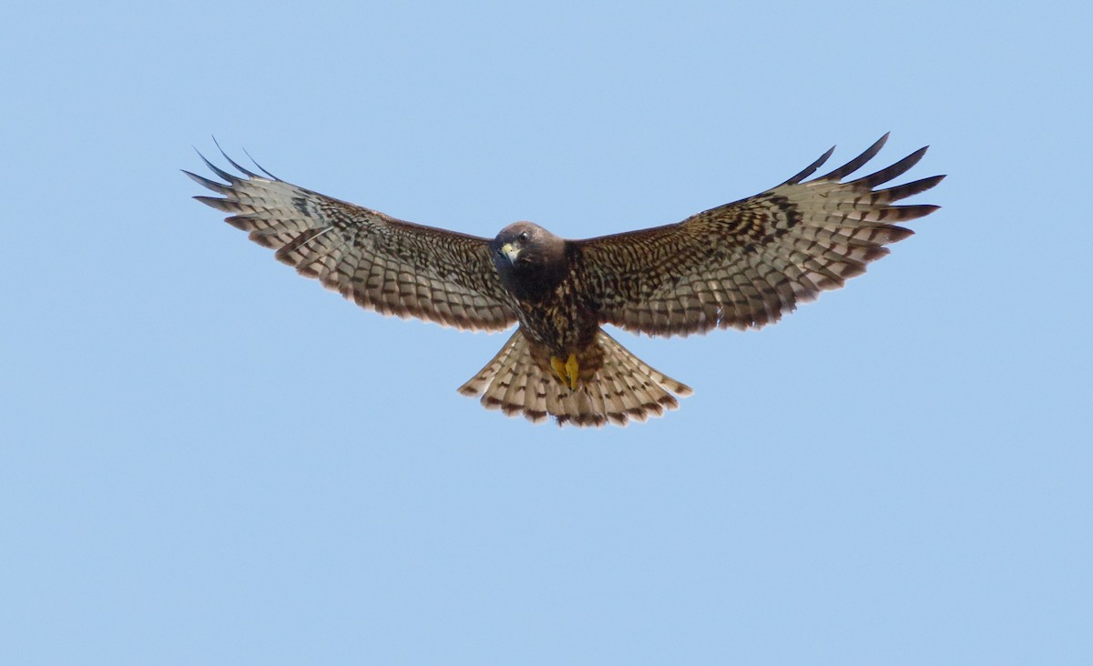 Short-tailed Hawk - ML74262121