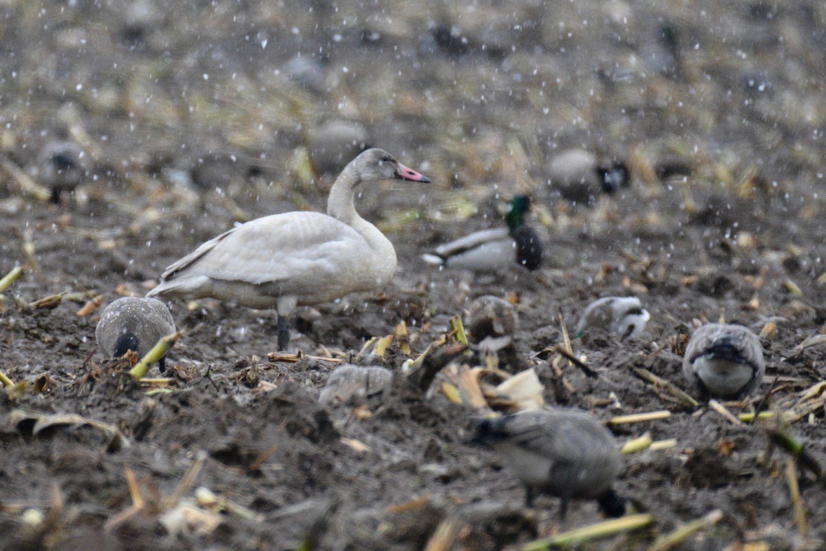 Tundra Swan - ML74263801