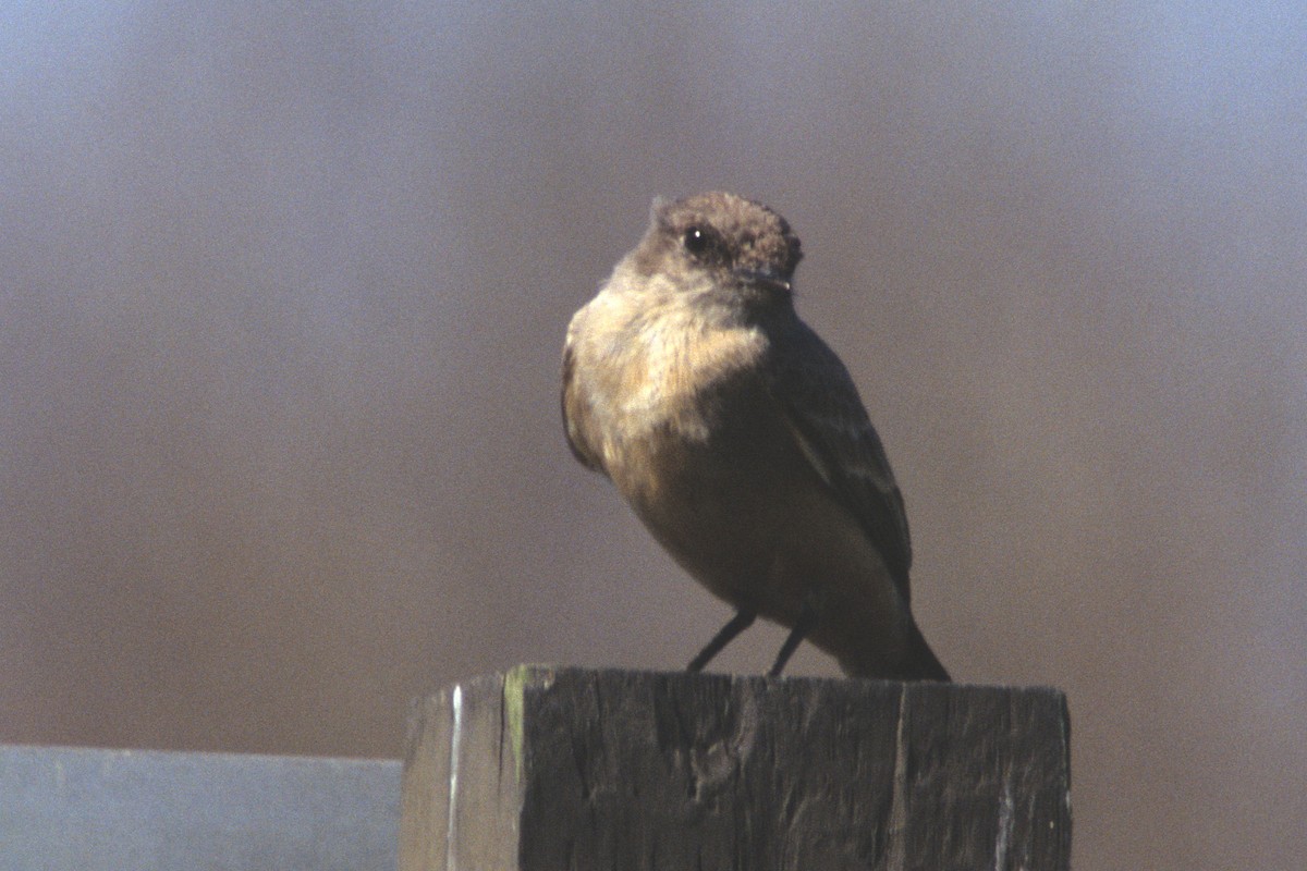 Say's Phoebe - ML74264671