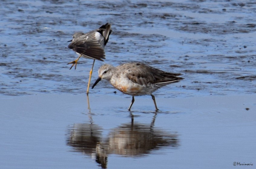 Red Knot - vukasin marinovic