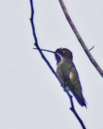 kolibřík hvězdohrdlý - ML74266521