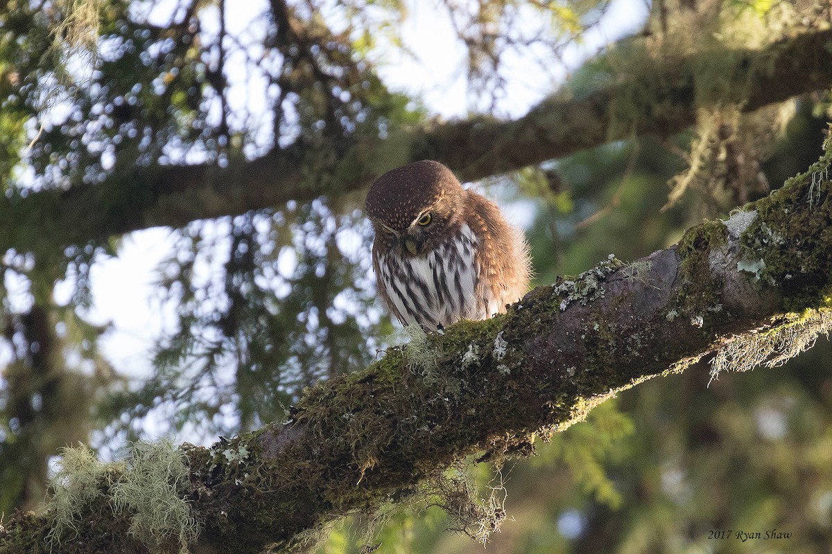 Northern Pygmy-Owl - Ryan Shaw