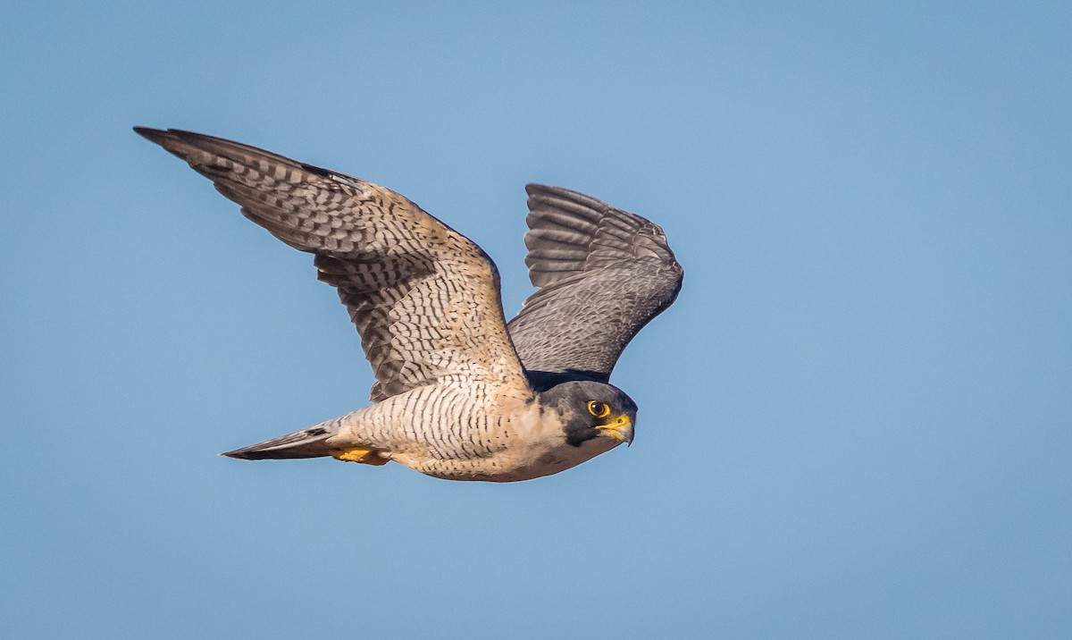 Peregrine Falcon - Simon d'Entremont