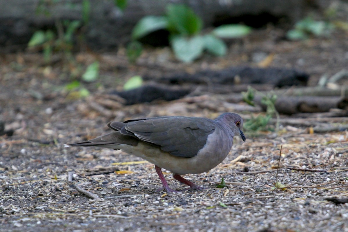 White-tipped Dove - Casey Weissburg