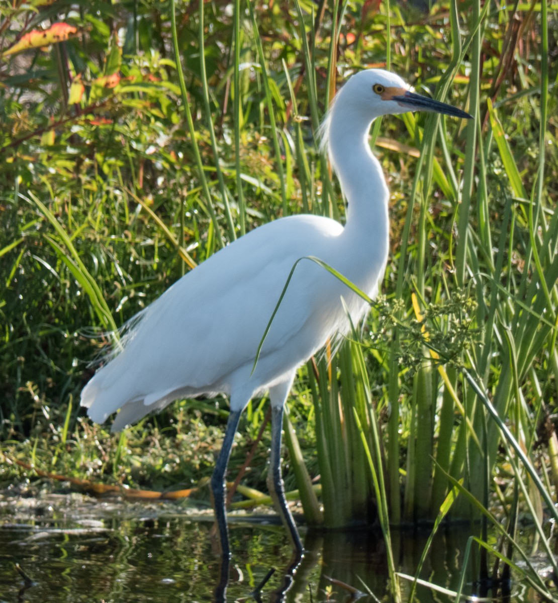 Snowy Egret - ML74272641