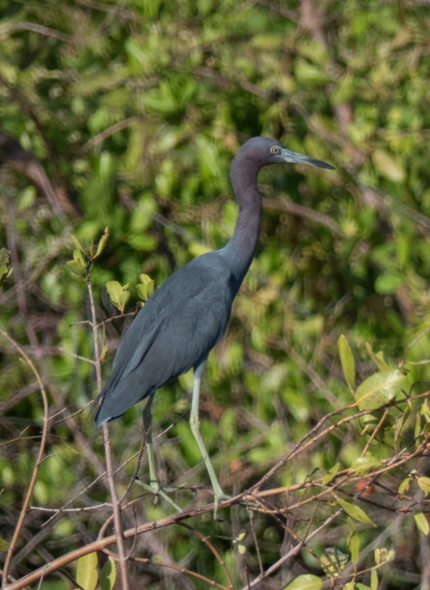 Little Blue Heron - ML74272701