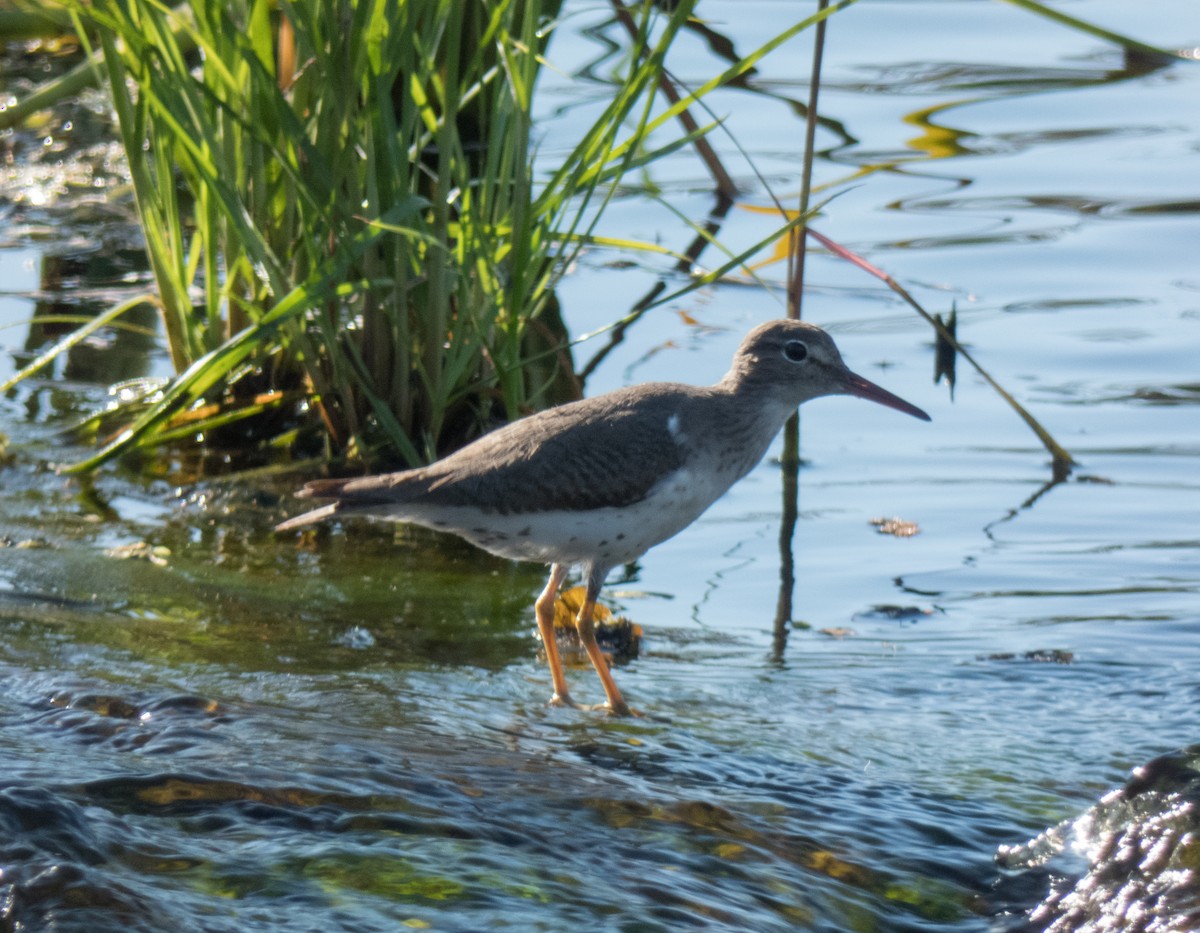 Spotted Sandpiper - ML74273481