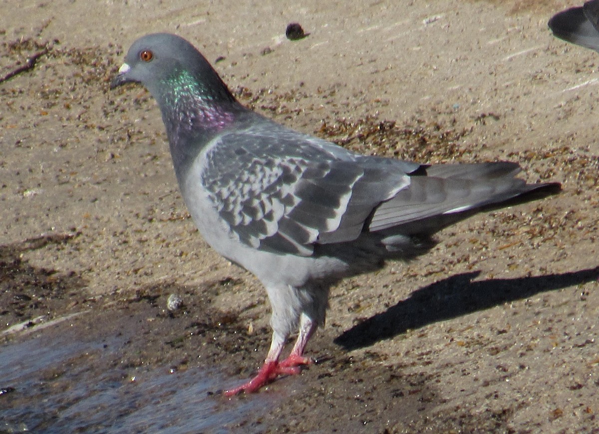 Rock Pigeon (Feral Pigeon) - Ed Dunn