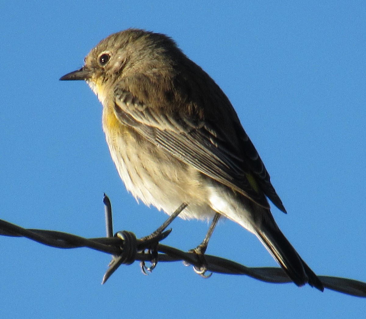 Yellow-rumped Warbler - Ed Dunn