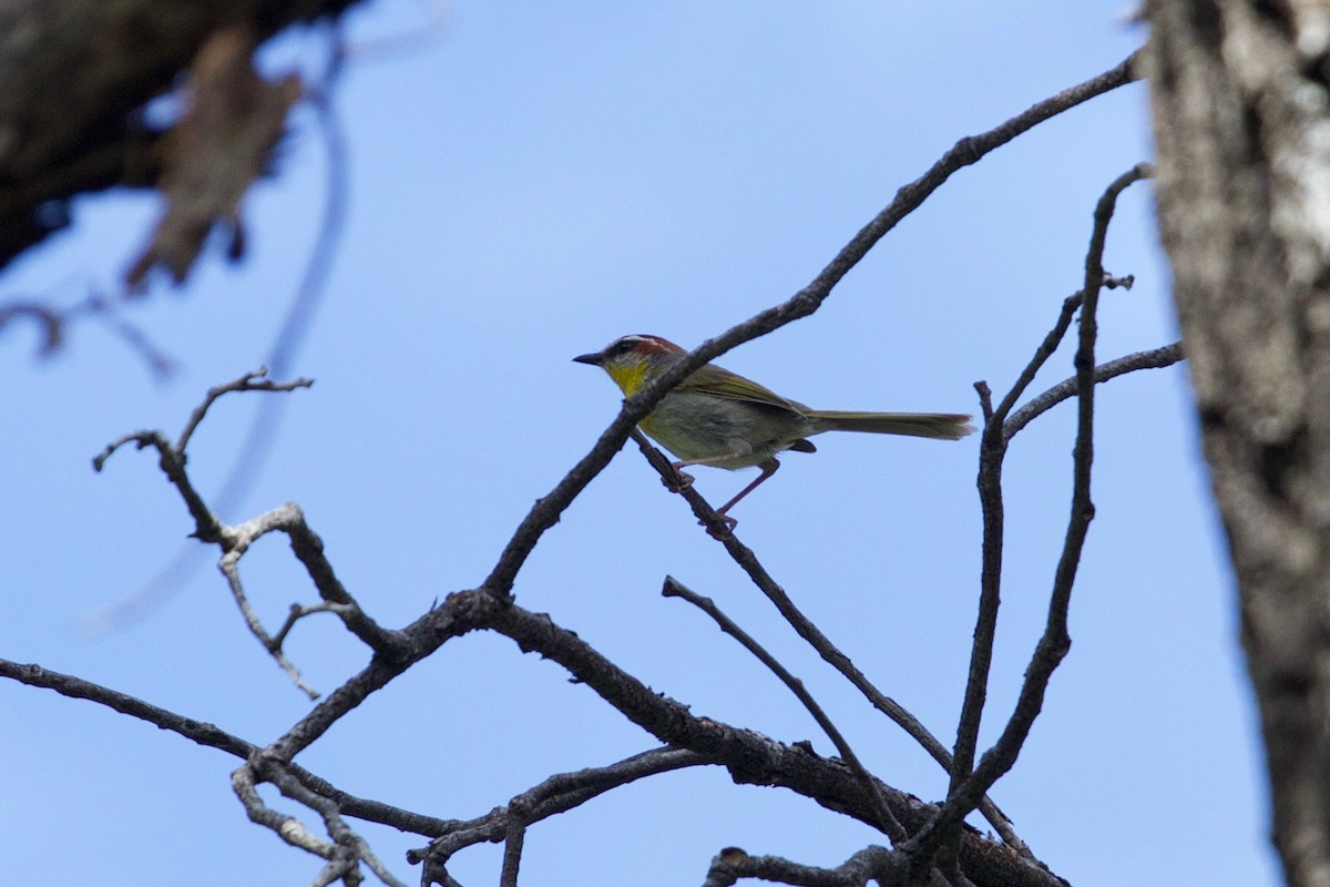 Rufous-capped Warbler - ML74279911
