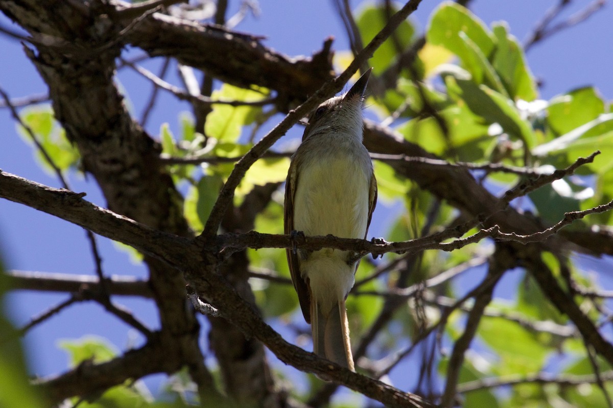 Dusky-capped Flycatcher - ML74281021