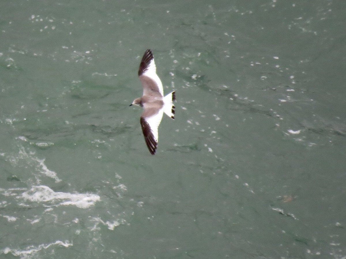 Sabine's Gull - Alec Humann