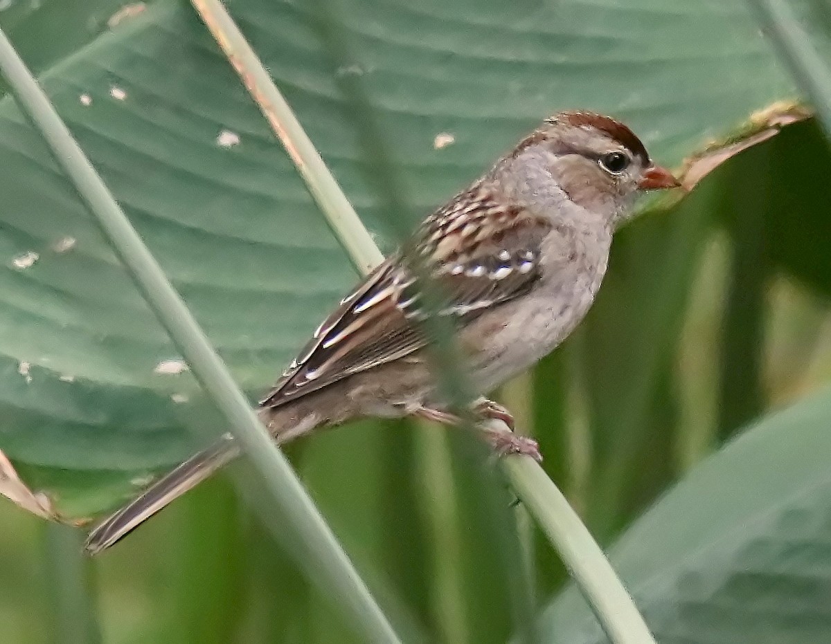 White-crowned Sparrow - Roberta Blair