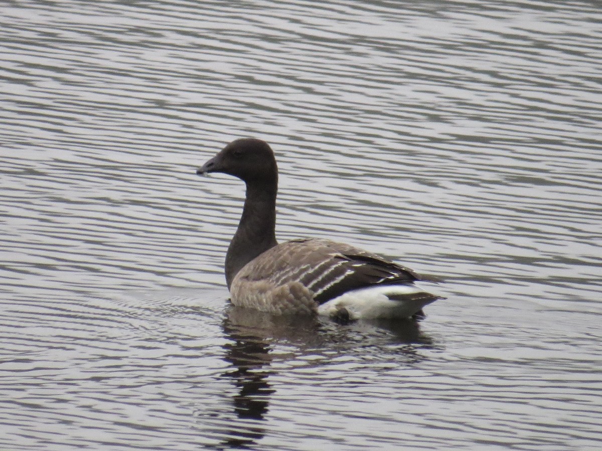 Barnacla Carinegra (hrota) - ML74286111