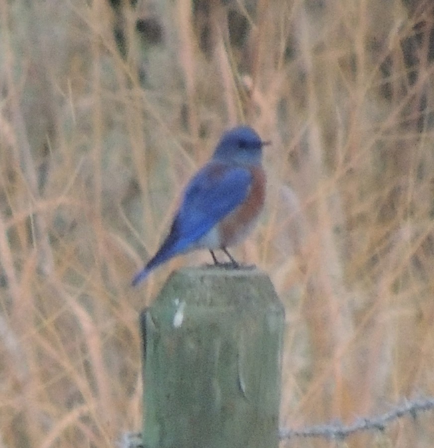 Western Bluebird - ML74286261